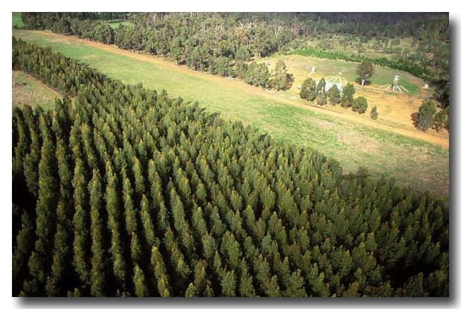 Forestry Export Management System